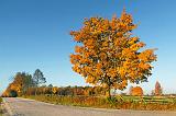 Autumn Tree_29833